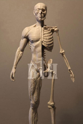 근육 뼈 [인체조형 해부학 자료 시리즈 Vol.4]