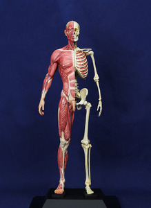 근육뼈 채색 [인체조형 해부학 자료 시리즈 Vol.4]